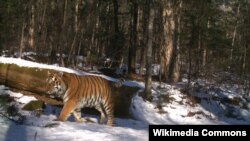 Амурский тигр на Дальнем Востоке