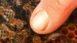 زنبوردرمانی، شیوه جدید درمانی