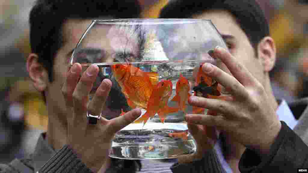 Iran -- Goldfish are among the traditional items for sale to celebrate Persian New Year, or Noruz (Norouz), Tehran, 16Mar2012