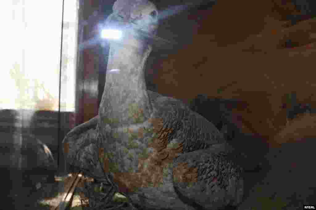 Сайре дар осорхонаҳои кишвар #104