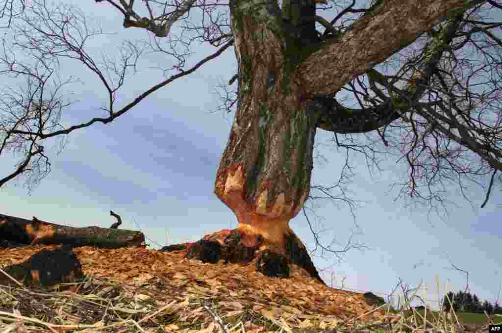 A birch gnawed by beavers stands near Lengenwang in southern Germany. Some 120 beavers have been resettled in southern parts of Germany since 1979. (AFP/Karl-Josef Hildenbrand)
