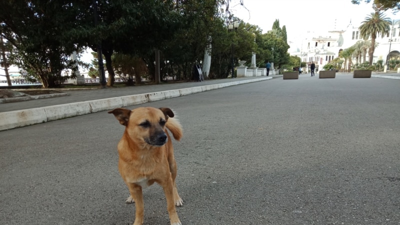 Питомник для собак во Владикавказе – гиблое место?