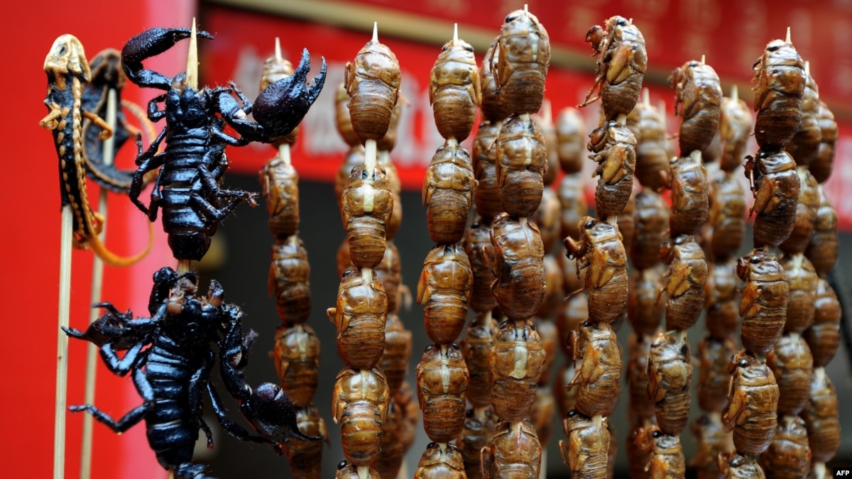 The UN Says We’ll All Eat Insects in 2050 The UN Says We’ll All Eat Insects in 2050 new images The UN Says We’ll All Eat Insects in 2050 The UN Says We’ll All Eat Insects in 2050 new picture