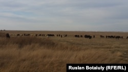 Домашний скот на выпасе рядом с селом Талапкер. Акмолинская область, 30 сентября 2015 года.