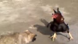 Tajik Rooster, Puppy Fight Like Cats And Dogs