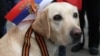 Собаки заплатят за Крым