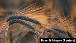 Пшеничные колосья на закате в Алматинской области. 20 июня 2021 г.