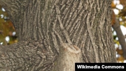 بر اساس تحقیقات، لغت پوسته درخت (bark) در میان دستکم چهار زبان مورد مطالعه دارای ریشه یکسان بوده است.