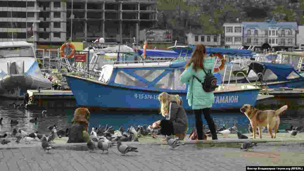В декабре на набережной Назукина туристов немного, зато бездомные животные чувствуют себя свободно