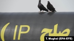 Birds sit on a gas pipeline with 'Peace' written in Persian during the inauguration ceremony of a gas pipeline in the city of Chabahar, south-western Sistan-Beluchistan province, March 11, 2013