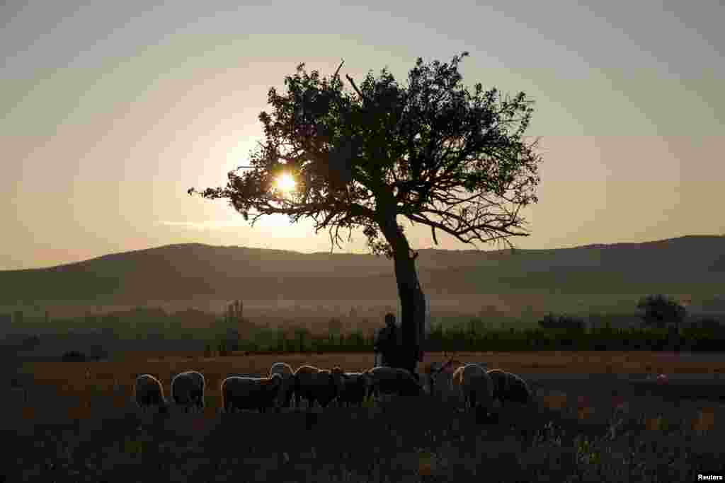 A shepherd walks with his sheep on a field where migrants have crossed the border between Serbia and Macedonia, in the village of Miratovac near the town of Presevo. (Reuters/Marko Djurica)