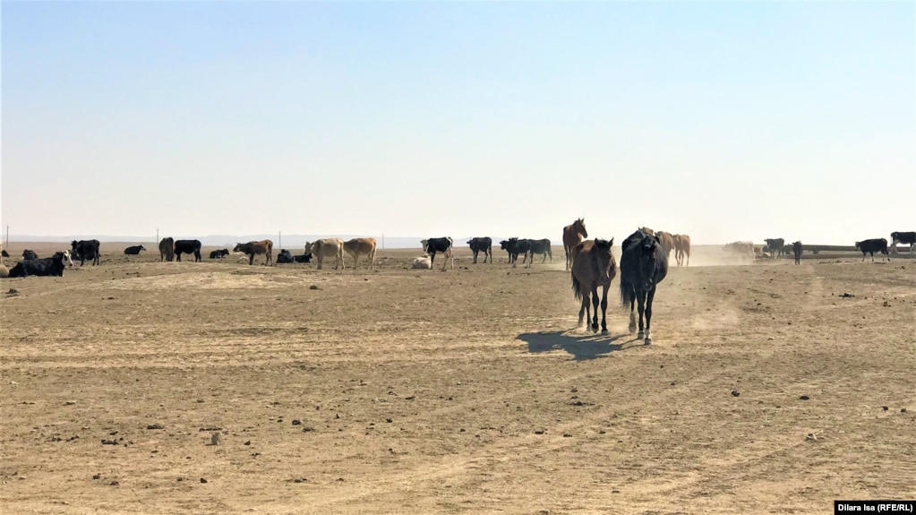 Скот на голой земле в Сарыагашском районе. 14 октября 2021 года