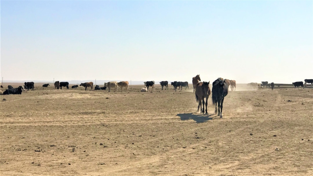 Қонақтар менің әйелімді ұрып жатыр