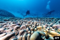 Korali i zbuluar gjendet përgjatë shtratit të detit. Fotografi e realizuar nga National Geographic Pristine Seas më 24 tetor 2024.