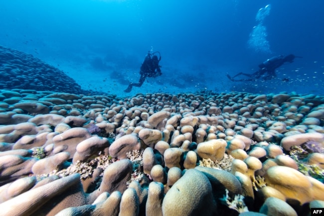 Korali i zbuluar gjendet përgjatë shtratit të detit. Fotografi e realizuar nga National Geographic Pristine Seas më 24 tetor 2024.