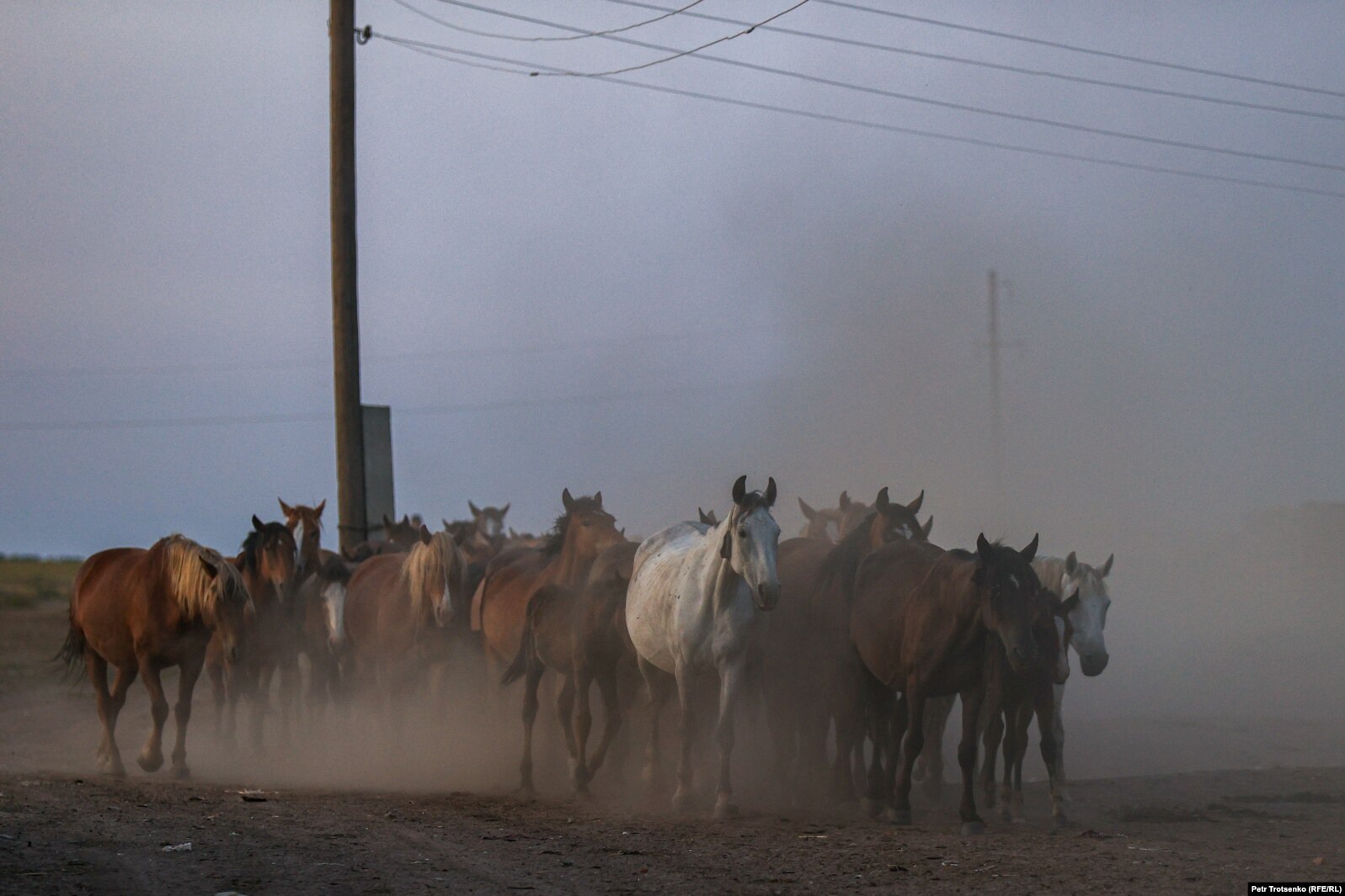 Табун лошадей возвращается с пастбища. Село Чеботарево, Западно-Казахстанская область. 27 августа 2021 года