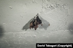 Bats in a chamber beneath Tbilisi.