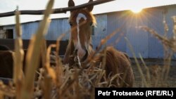 Лошадь на ферме Анатолия Горбачева. Село Чеботарево, Западно-Казахстанская область. 27 августа 2021 года.