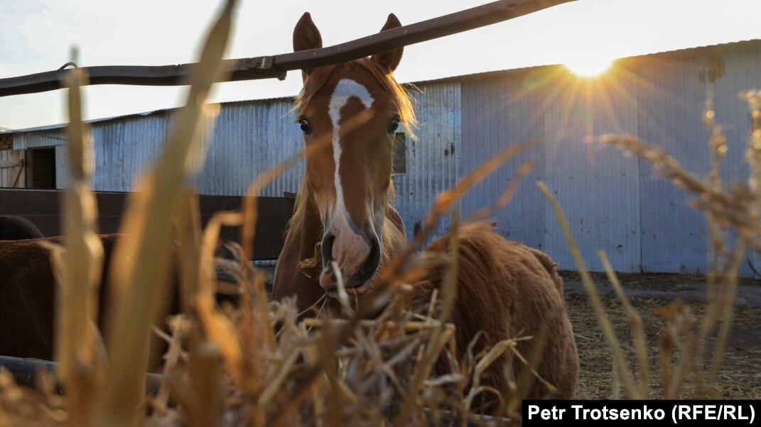 Желідегі секс порносына ұқсайды