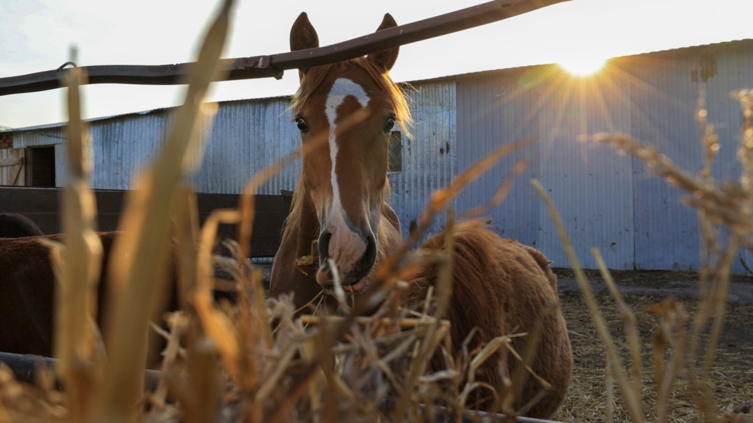 Ануста заттары бар ер адам. Фото.