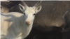 Russia - reindeer herding in Yakutia - screen grab