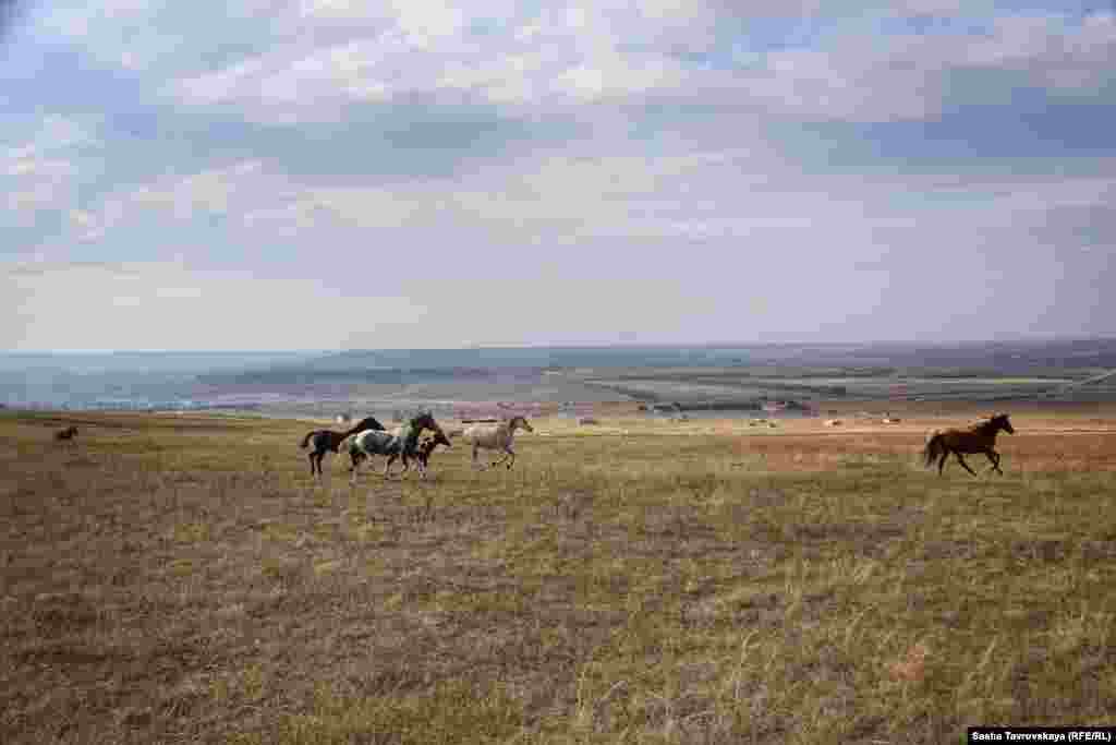 Табун коней та один віслючок неподалік села Левадки Сімферопольського району