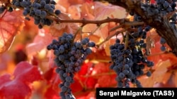 CRIMEA – A view of vineyards in the Alushta, 23Oct2021