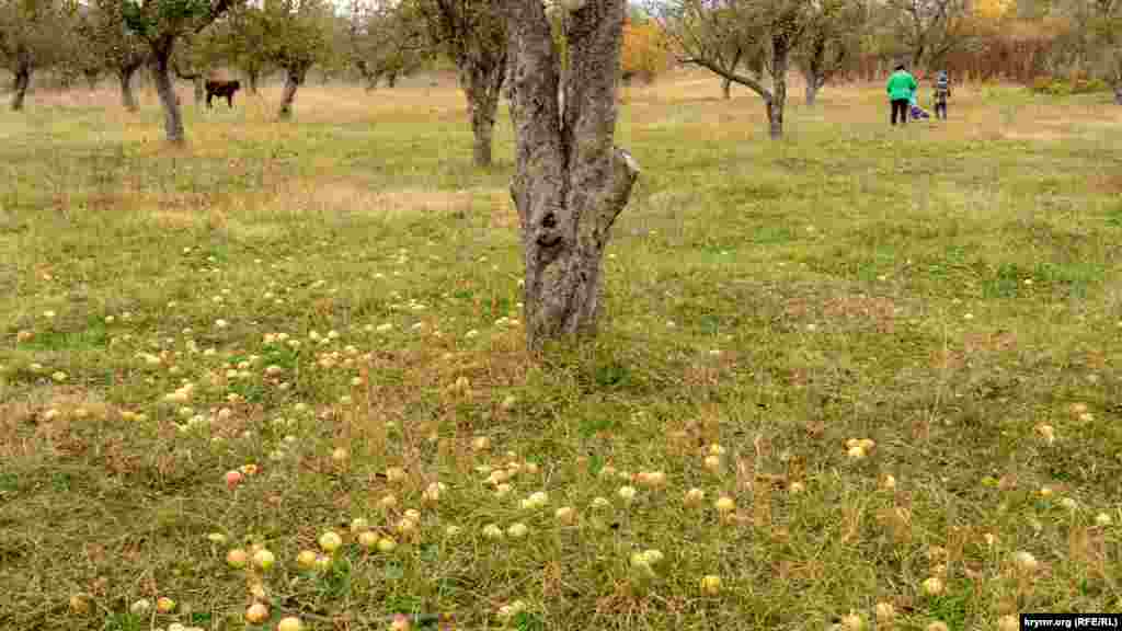 У старому яблуневому саду колишнього колгоспу &laquo;Гірський&raquo;, що спеціалізувався на садівництві й тютюнництві