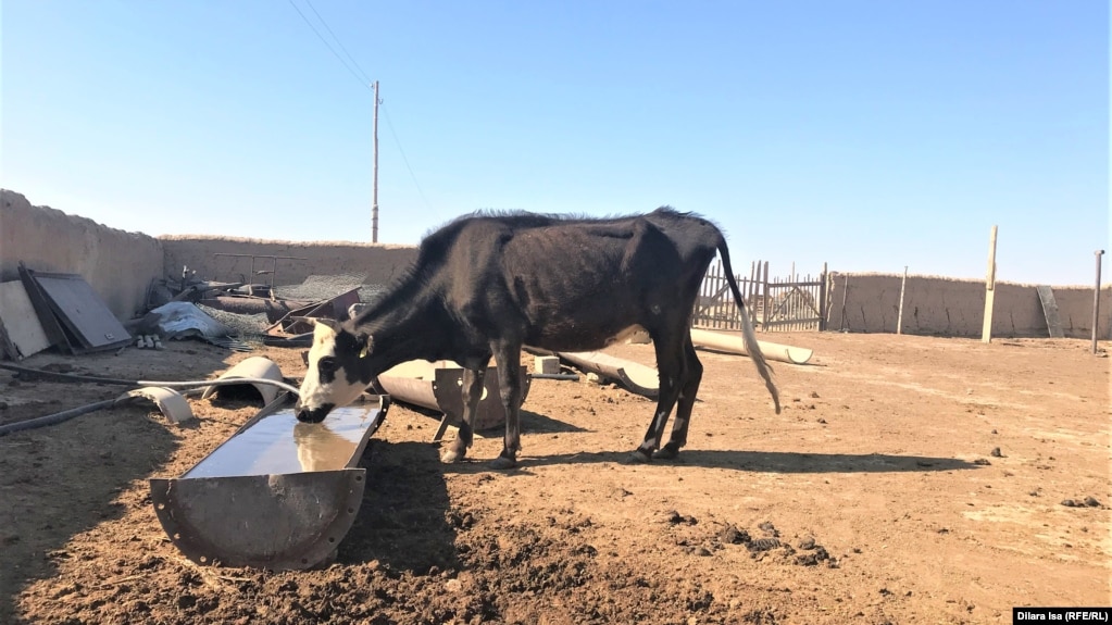 Корова пьет воду из корыта. Алимтау, Түркестанская область, 14 октября 2021 года