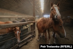 Лошади на ферме Анатолия Горбачева. Село Чеботарево, Западно-Казахстанская область, 27 августа 2021 года