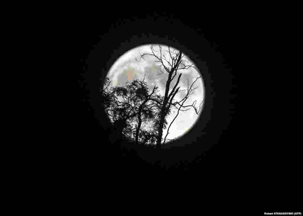 A full moon rises through the branches of a tree in Skopje.