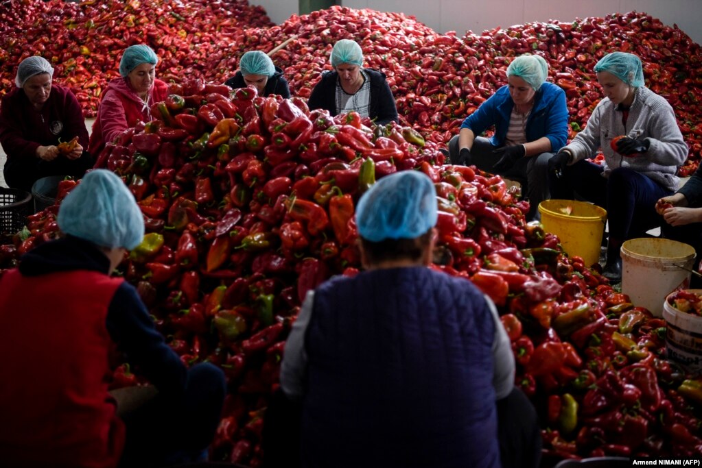 Women prepare red peppers to make the traditional popular dipping sauce ajvar at an agricultural cooperative in the Kosovar village of Krusha e Madhe. Traditionally, ajvar is prepared in autumn, when the peppers are most abundant, conserved in glass jars and consumed during the year.