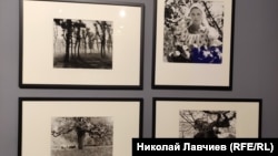 "Змийско дърво", Люте Михайлова