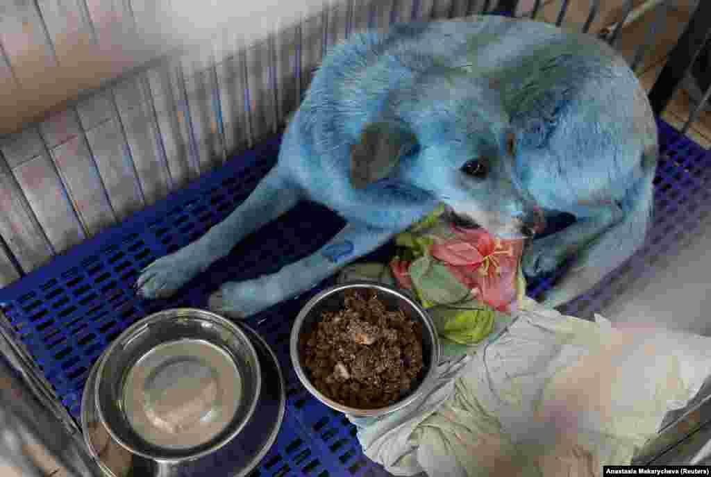 A dog with blue fur is pictured inside a cage at&nbsp;a&nbsp;veterinary hospital where it was taken for examination in Nizhny&nbsp;Novgorod, Russia. A pack of stray dogs with blue fur was found earlier this month near an abandoned chemical plant in the city of Dzerzhinsk. (Reuters/Anastasia Makarycheva)