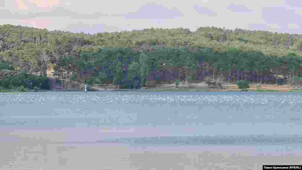 Многочисленные водоплавающие птицы облюбовали Симферопольское водохранилище этим летом