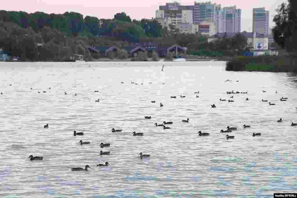 Кабан күлендә кыр үрдәкләре