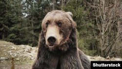 Smeđi medvjed (ursus arctos), Rumunija