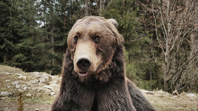 Popis - blagoslov ili propast za rumunske medvjede