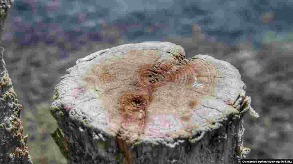 Кристали озерної солі осідають навіть на дерев&#39;яних палях