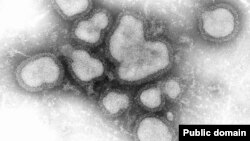 Вірус грипу 