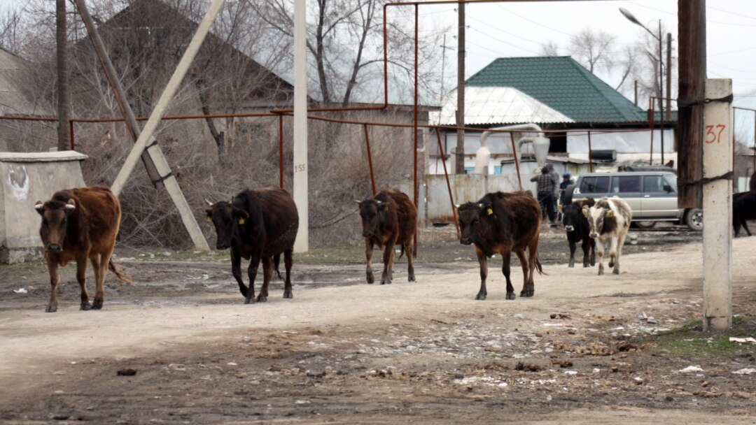 Әлеуметтік желідегі ақымақ порно