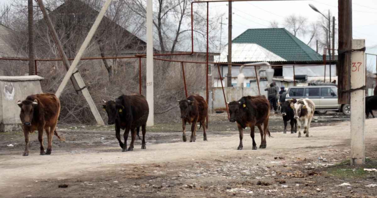 Жабайы нудист жағажайларының фотосуреттері