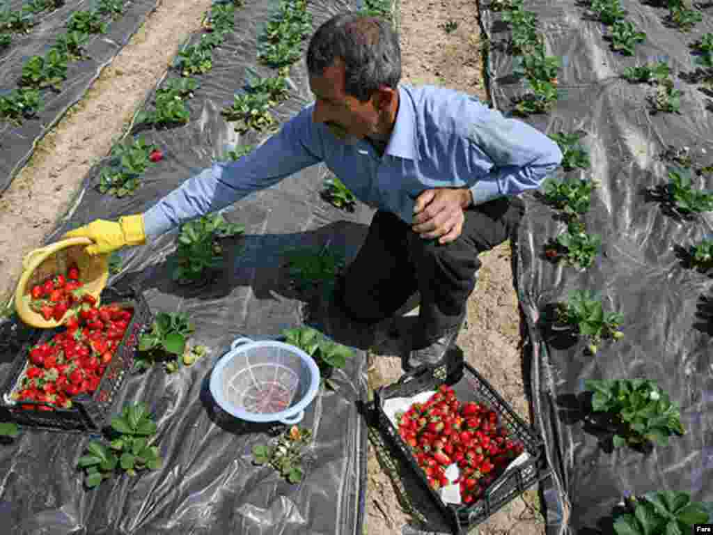 عکسها از خبرگزاری فارس