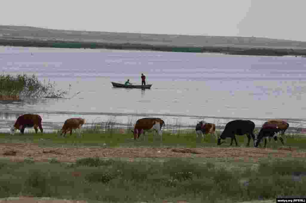 Местные рыбаки на фоне пасущегося скота.