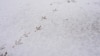 У Карпатах 22 листопада випаде сніг – синоптик