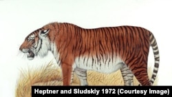 Изображение каспийского тигра на рисунке.