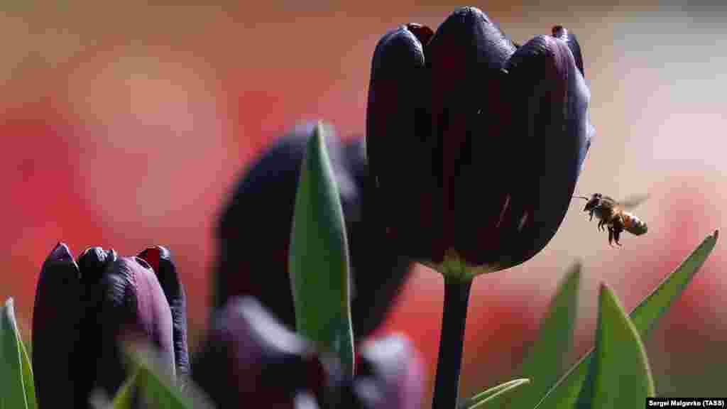 В Никитском ботсаду вовсю цветут тюльпаны. Однако полюбоваться ими некому &ndash; из-за пандемии коронавируса парк закрыт для посещения до конца апреля