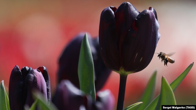 Все палитры цветов – тюльпаны в Никитском ботсаду (фотогалерея) 
