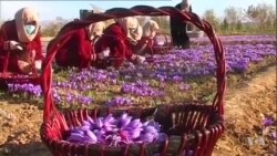 Afghan Poppy Farmers Turn To A Different Flower