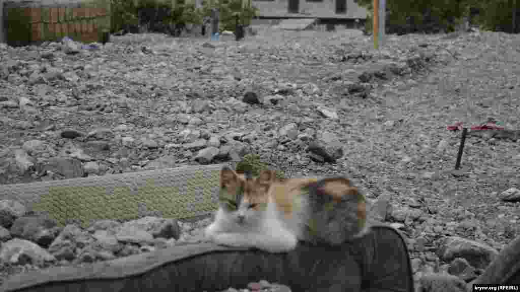 Василівський кіт сидить на спинці заваленого камінням дивана